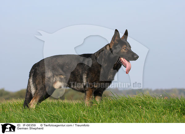 Deutscher Schferhund / German Shepherd / IF-06359