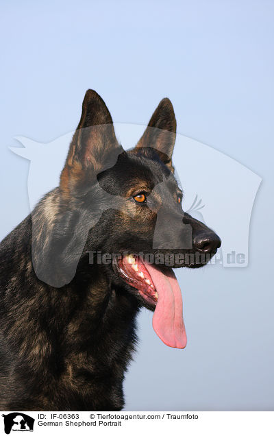 Deutscher Schferhund Portrait / German Shepherd Portrait / IF-06363