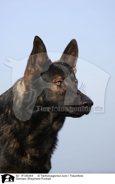 Deutscher Schferhund Portrait / German Shepherd Portrait / IF-06364