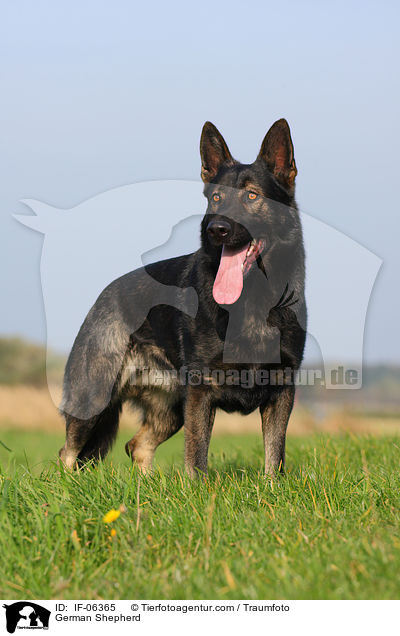 Deutscher Schferhund / German Shepherd / IF-06365