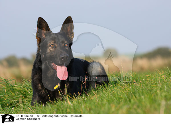 Deutscher Schferhund / German Shepherd / IF-06368