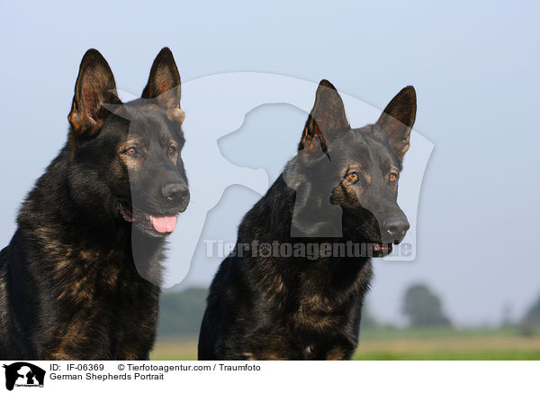 Deutsche Schferhunde Portrait / German Shepherds Portrait / IF-06369