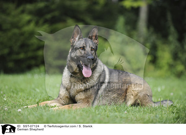 Deutscher Schferhund / German Shepherd / SST-07124