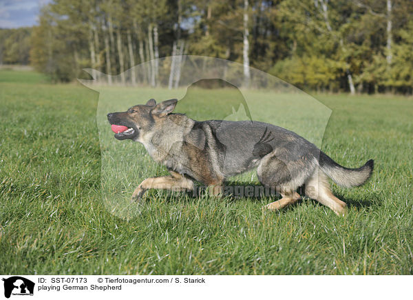 playing German Shepherd / SST-07173
