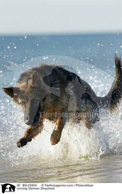 rennender Deutscher Schferhund / running German Shepherd / BS-03904