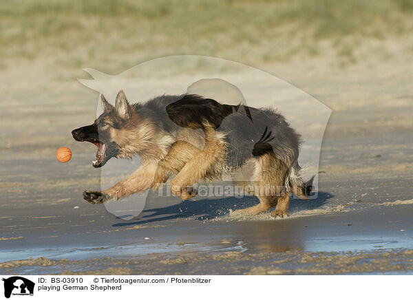 spielender Deutscher Schferhund / playing German Shepherd / BS-03910