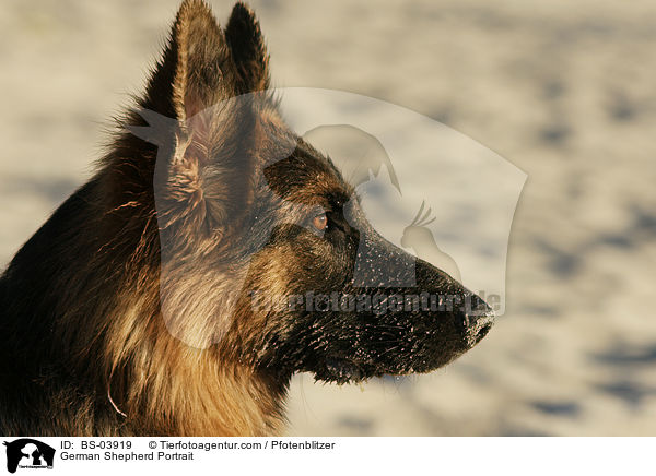 Deutscher Schferhund Portrait / German Shepherd Portrait / BS-03919
