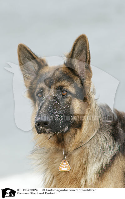 Deutscher Schferhund Portrait / German Shepherd Portrait / BS-03924