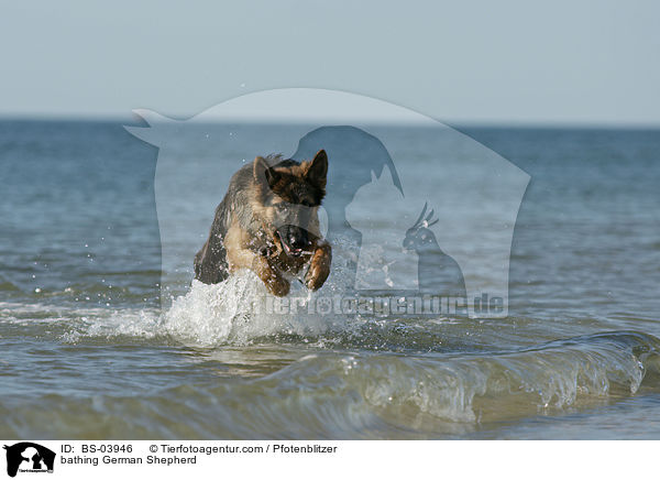 badender Deutscher Schferhund / bathing German Shepherd / BS-03946