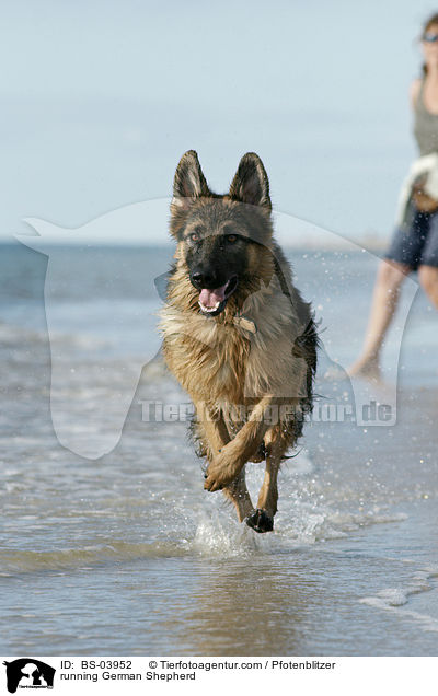 rennender Deutscher Schferhund / running German Shepherd / BS-03952