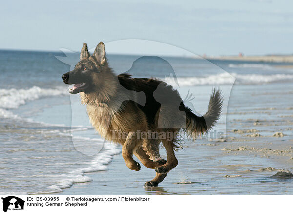 rennender Deutscher Schferhund / running German Shepherd / BS-03955