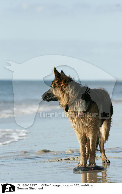 Deutscher Schferhund / German Shepherd / BS-03957