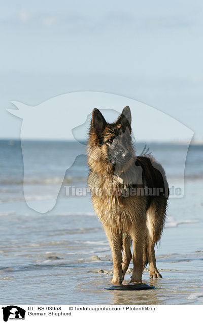 Deutscher Schferhund / German Shepherd / BS-03958