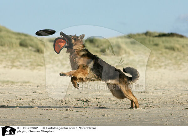 spielender Deutscher Schferhund / playing German Shepherd / BS-03962