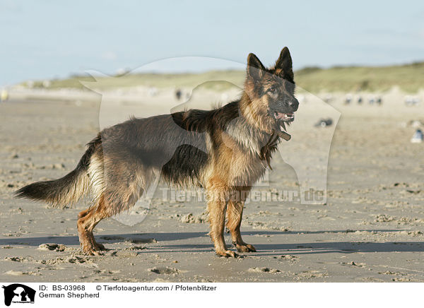 Deutscher Schferhund / German Shepherd / BS-03968