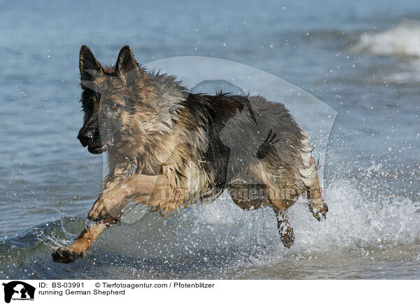 rennender Deutscher Schferhund / running German Shepherd / BS-03991