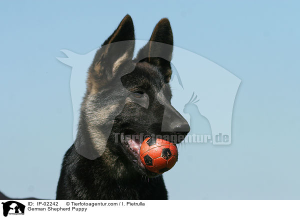 Deutscher Schferhund Welpe / German Shepherd Puppy / IP-02242