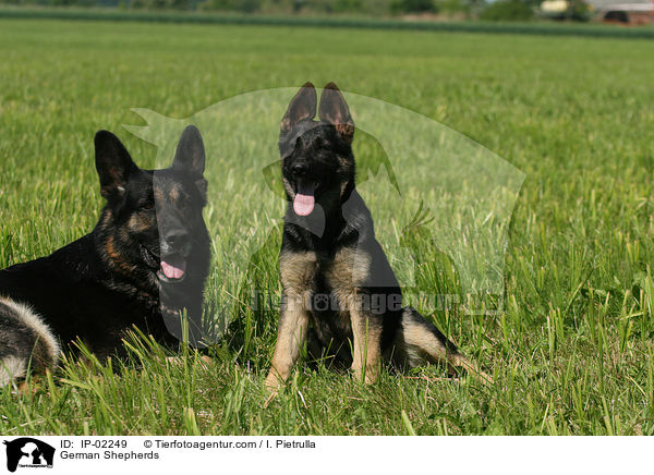 Deutsche Schferhunde / German Shepherds / IP-02249