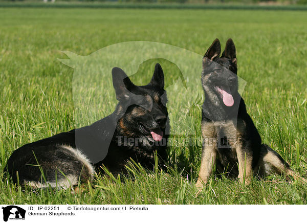 Deutsche Schferhunde / German Shepherds / IP-02251