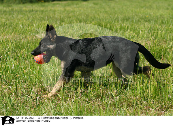 Deutscher Schferhund Welpe / German Shepherd Puppy / IP-02263
