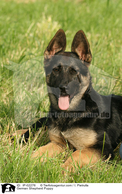 Deutscher Schferhund Welpe / German Shepherd Puppy / IP-02276