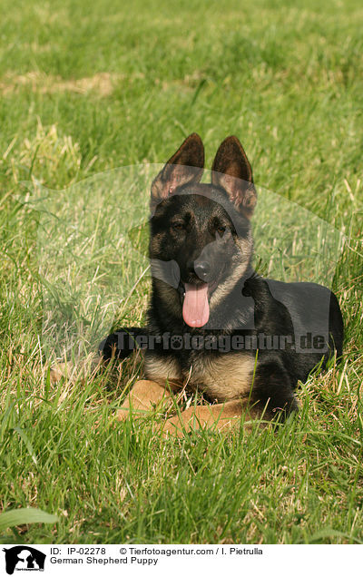 Deutscher Schferhund Welpe / German Shepherd Puppy / IP-02278