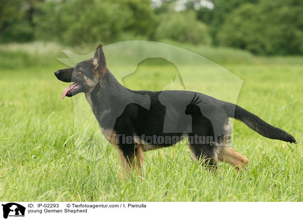 junger Deutscher Schferhund / young German Shepherd / IP-02293