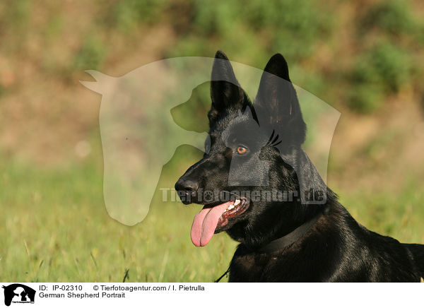 Deutscher Schferhund Portrait / German Shepherd Portrait / IP-02310