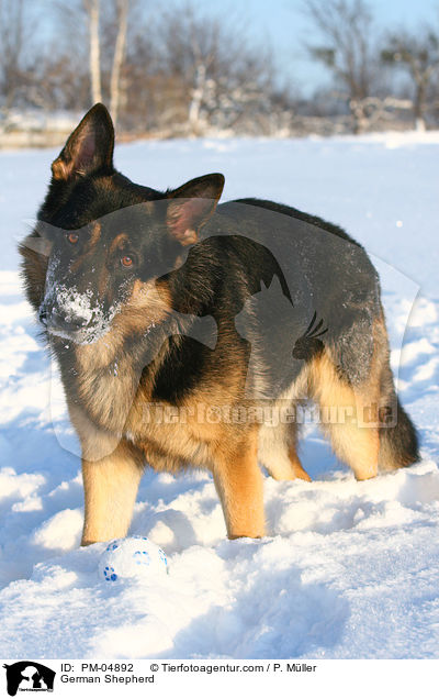 Deutscher Schferhund / German Shepherd / PM-04892