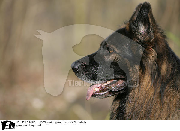 Deutscher Schferhund / german shepherd / DJ-02480