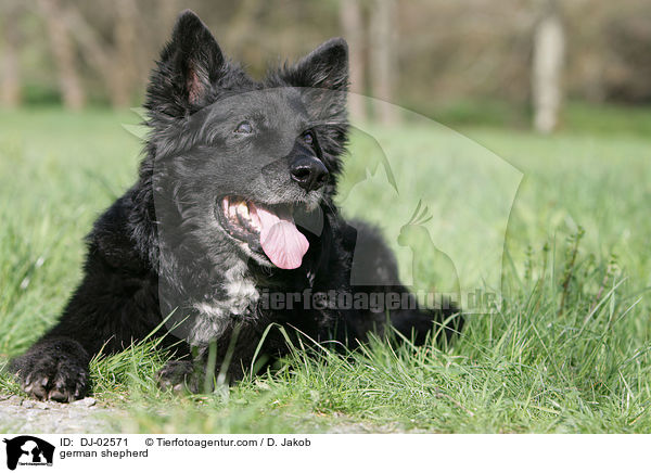 Deutscher Schferhund / german shepherd / DJ-02571