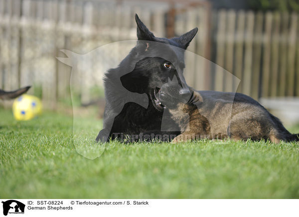 Deutsche Schferhunde / German Shepherds / SST-08224