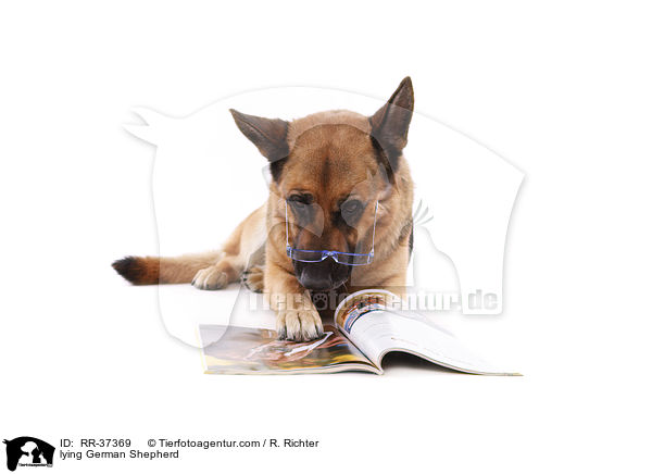 liegender Deutscher Schferhund / lying German Shepherd / RR-37369