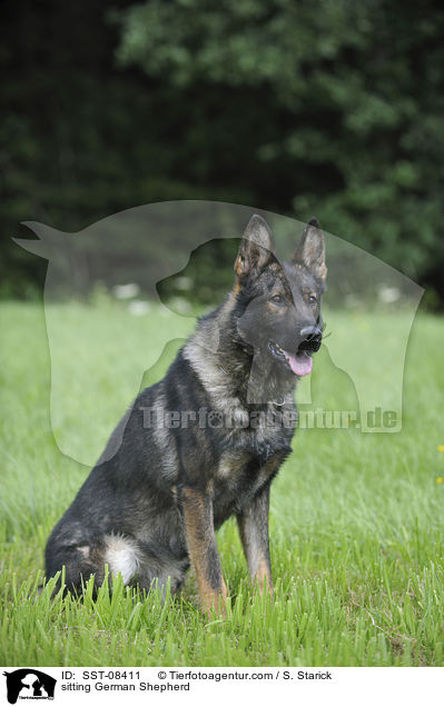 sitzender Deutscher Schferhund / sitting German Shepherd / SST-08411