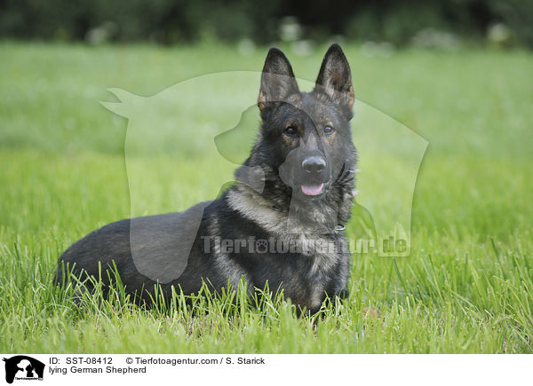 liegender Deutscher Schferhund / lying German Shepherd / SST-08412