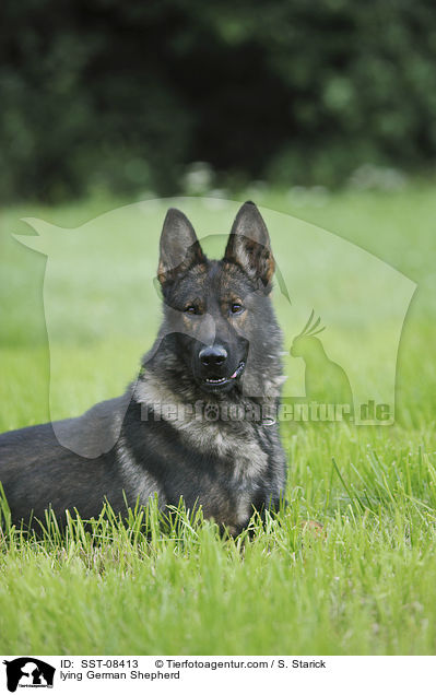 liegender Deutscher Schferhund / lying German Shepherd / SST-08413