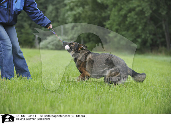 spielender Deutscher Schferhund / playing German Shepherd / SST-08414