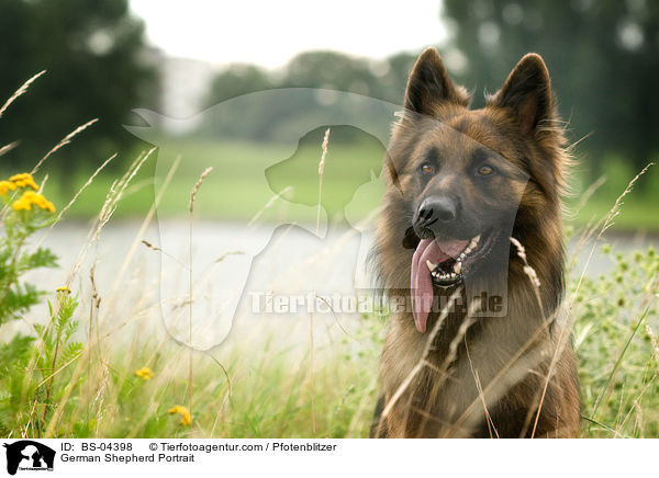 Deutscher Schferhund Portrait / German Shepherd Portrait / BS-04398