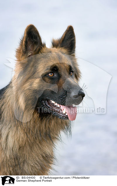Deutscher Schferhund Portrait / German Shepherd Portrait / BS-04400