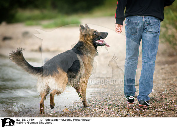laufender Deutscher Schferhund / walking German Shepherd / BS-04401