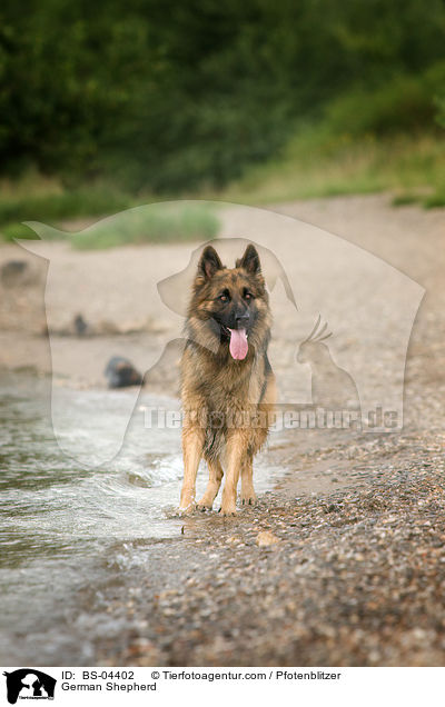 Deutscher Schferhund / German Shepherd / BS-04402