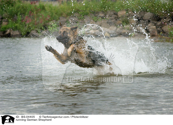 rennender Deutscher Schferhund / running German Shepherd / BS-04405