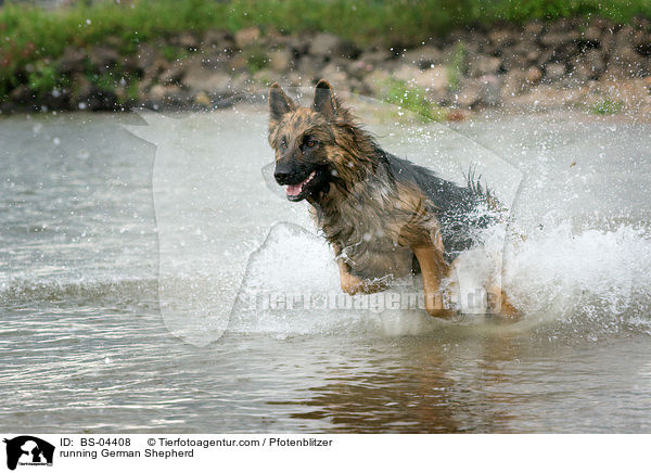 rennender Deutscher Schferhund / running German Shepherd / BS-04408