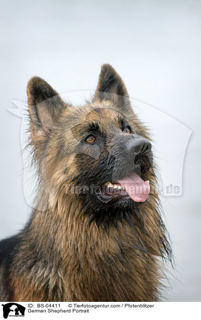 Deutscher Schferhund Portrait / German Shepherd Portrait / BS-04411