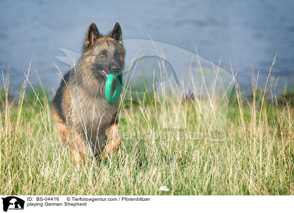 spielender Deutscher Schferhund / playing German Shepherd / BS-04416