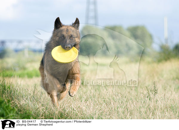 spielender Deutscher Schferhund / playing German Shepherd / BS-04417