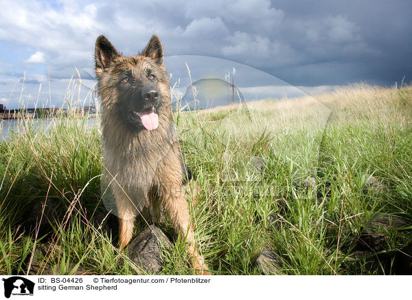 sitzender Deutscher Schferhund / sitting German Shepherd / BS-04426