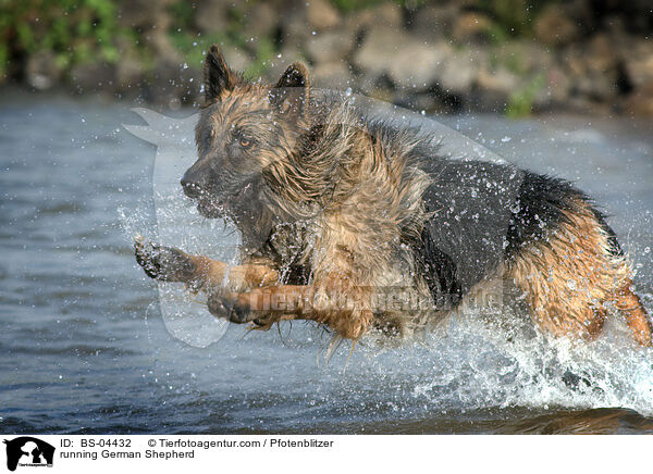 rennender Deutscher Schferhund / running German Shepherd / BS-04432