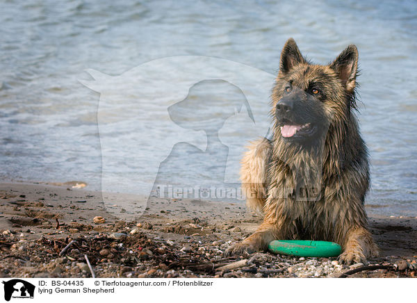 liegender Deutscher Schferhund / lying German Shepherd / BS-04435