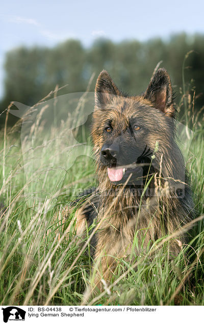 liegender Deutscher Schferhund / lying German Shepherd / BS-04438